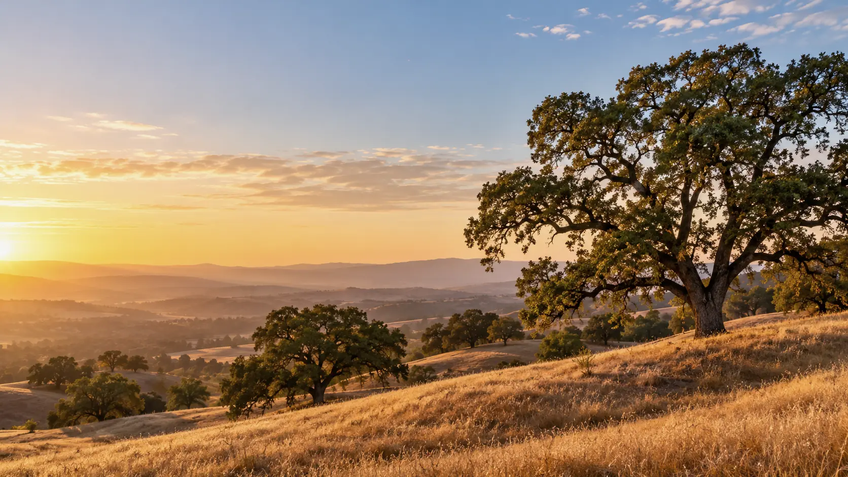 Valley oak trees on golden California foothills at sunrise